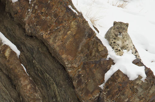 snow leopard